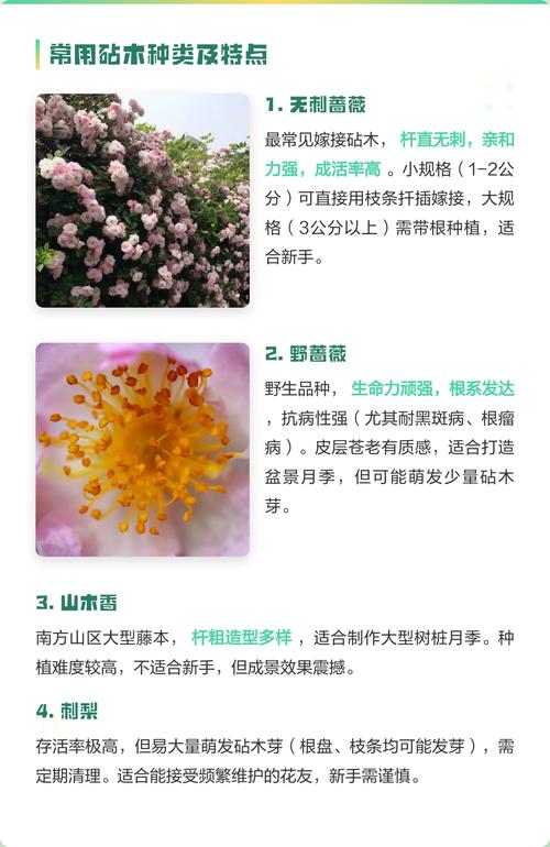 月季树桩用什么树嫁接?优选砧木品种与操作全解析 后续管理划重点