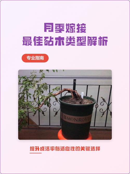 月季树桩用什么树嫁接?优选砧木品种与操作全解析 总结