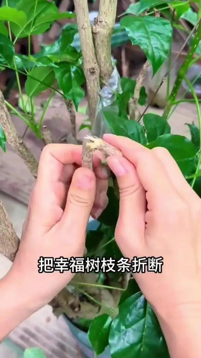幸福树扦插繁殖全攻略:从基质配制到移栽的精细操作指南 三、环境控制与关键参数