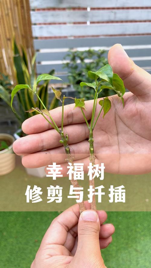 幸福树扦插繁殖全攻略:从基质配制到移栽的精细操作指南 六、炼苗与移栽管理