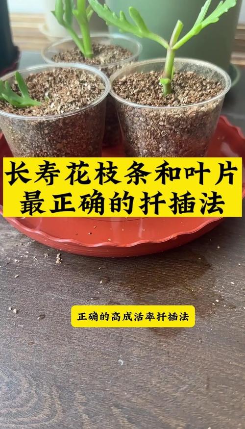 幸福树扦插繁殖全攻略:从基质配制到移栽的精细操作指南 四、扦插操作详细步骤