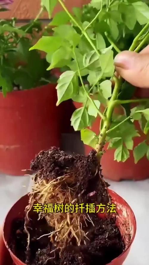 幸福树扦插繁殖全攻略:从基质配制到移栽的精细操作指南 五、成活关键与常见失败诊断