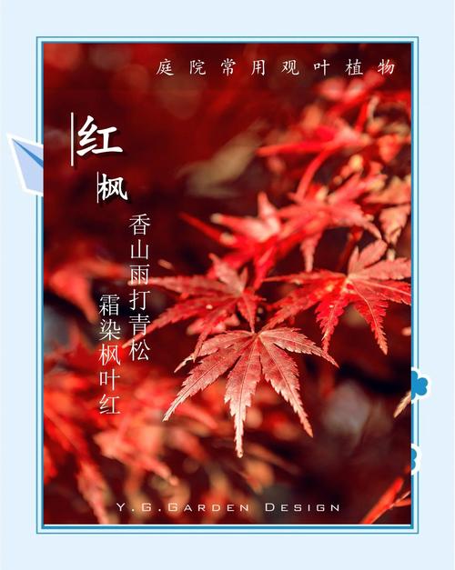 红枫的民间寓意