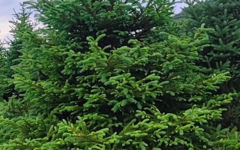 云杉树值钱吗？——园艺价值全解析