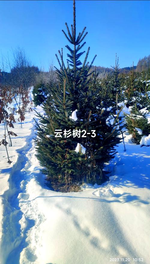 云杉树值钱吗?——园艺价值全解析 种植与养护的成本考量