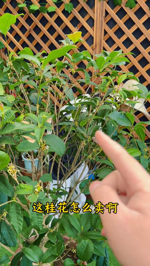 水培桂花快速生根核心操作指南 二、枝条与工具筛选标准