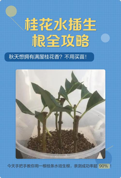 水培桂花快速生根核心操作指南 五、常见操作误区