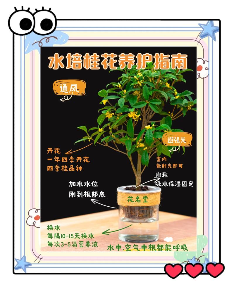 水培桂花快速生根核心操作指南 三、分步实施流程