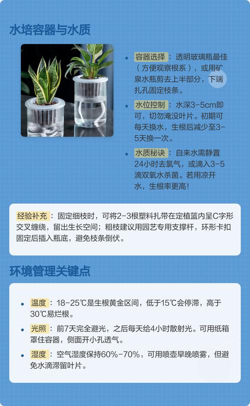 水培桂花快速生根核心操作指南 六、越冬与扩繁控制