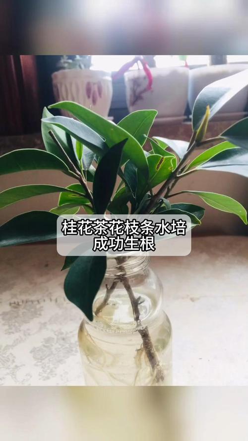 水培桂花快速生根核心操作指南 总结