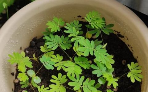 阳台上的“小害羞”：含羞草日常养护经验分享