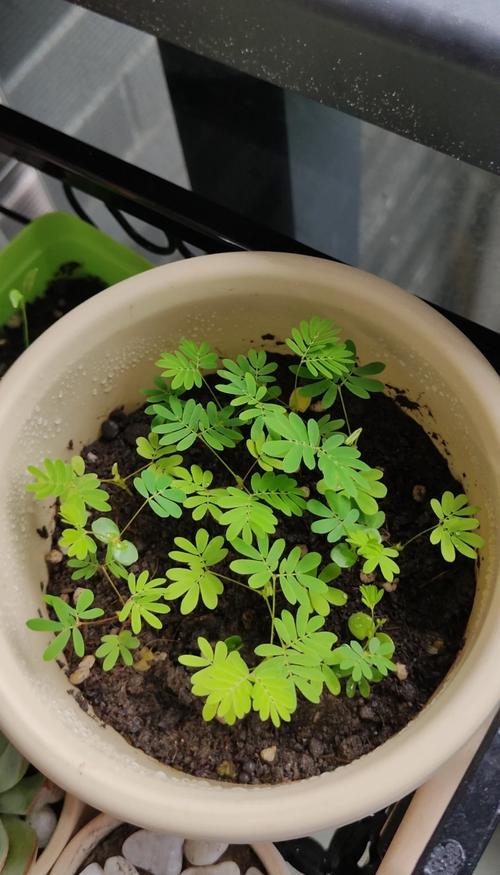 阳台上的“小害羞”:含羞草日常养护经验分享 阳台上的“小害羞”:含羞草日常养护经验分享