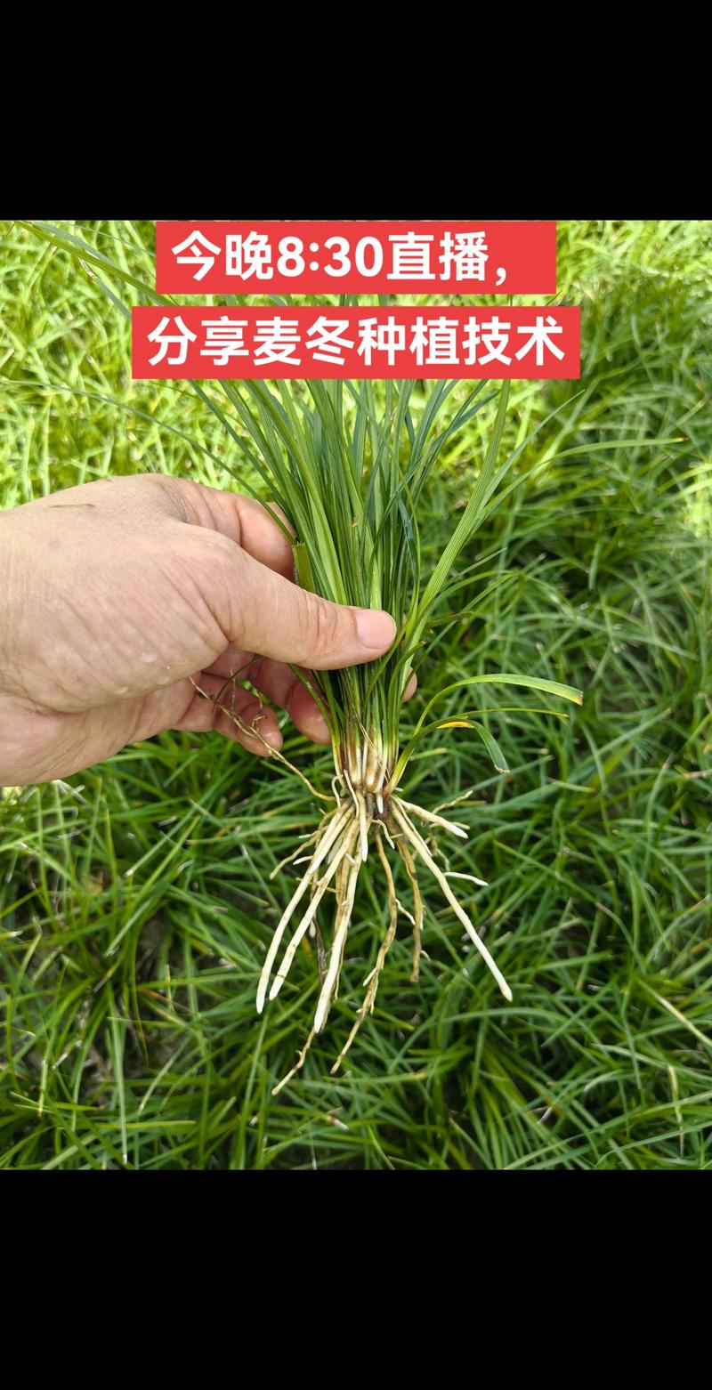 麦冬的正确种植方法:高成活率栽培技术指南 麦冬的正确种植方法:高成活率栽培技术指南