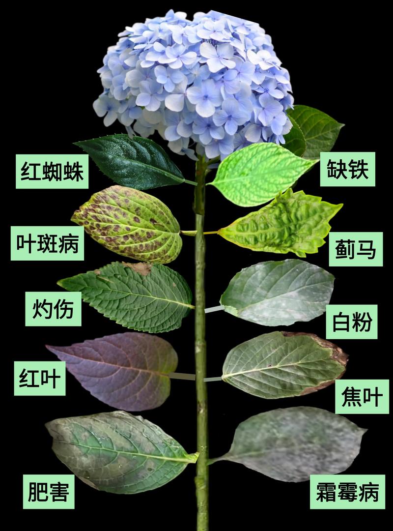 绣球花叶子有黄斑怎么办?对症识别与精准处理全攻略 绣球花叶子有黄斑怎么办?对症识别与精准处理全攻略