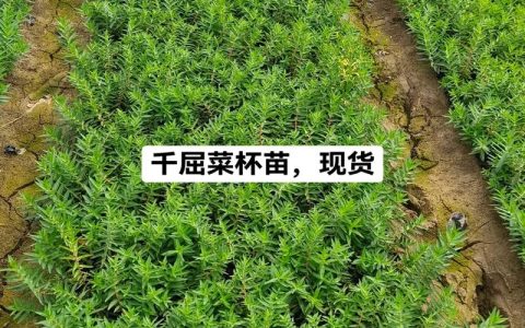 水生植物小苗价格分析：2025年最新报价与影响因素详解