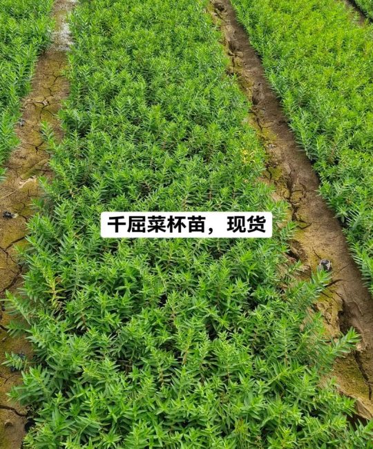 水生植物小苗价格分析：2025年最新报价与影响因素详解