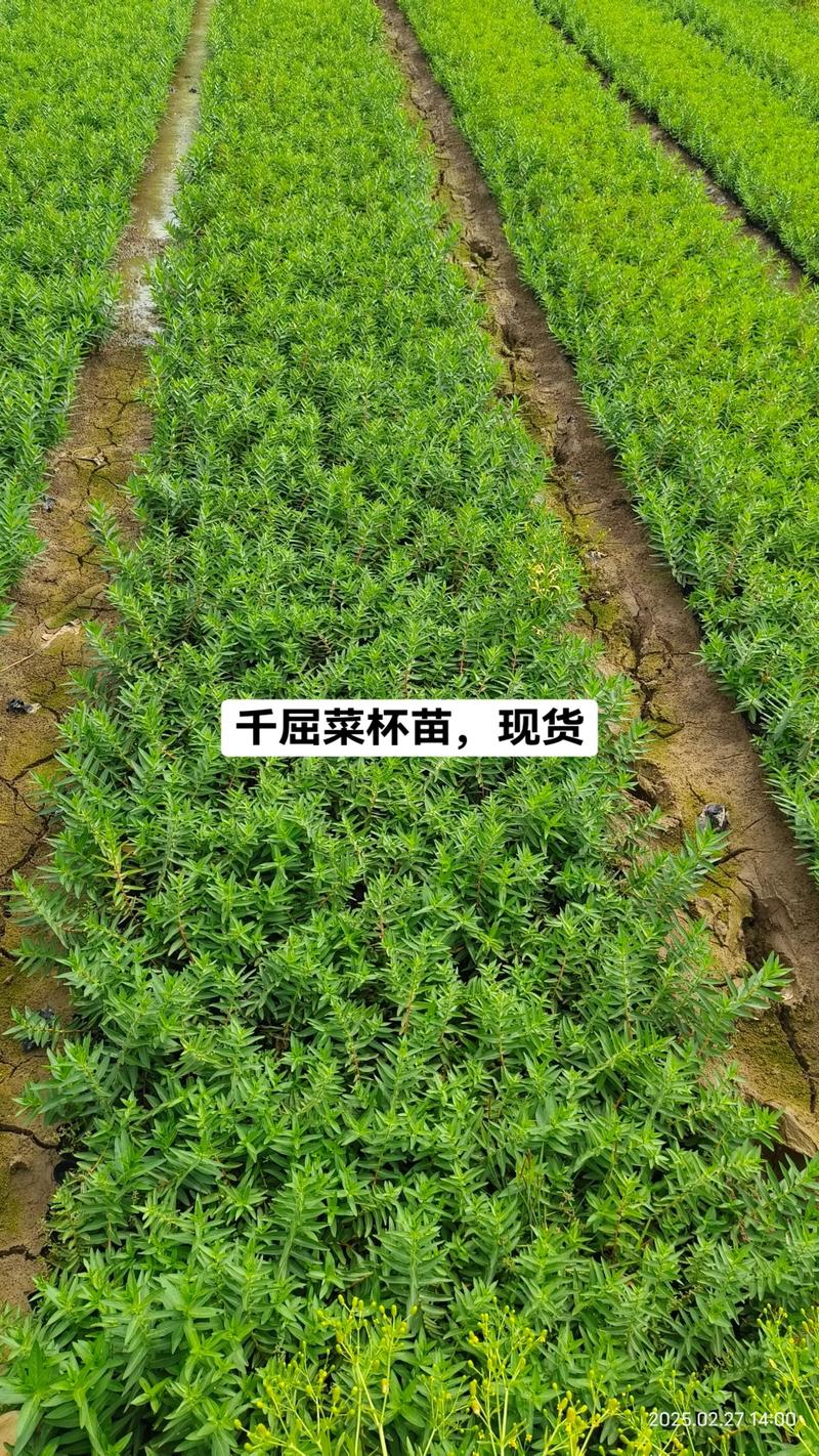 水生植物小苗价格分析：2025年最新报价与影响因素详解