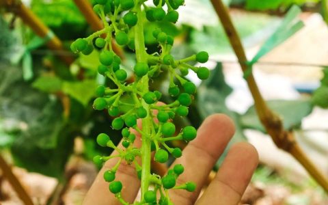 如何区分阳光玫瑰葡萄苗：三招识别正品苗木，避免买到假苗