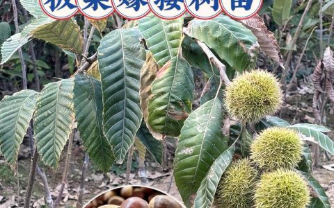 板栗几年才能结果？从实生苗到盛果期的完整指南