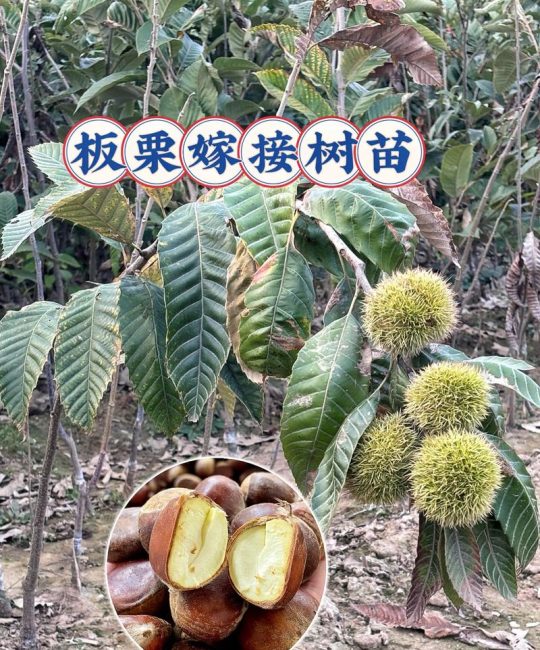板栗几年才能结果？从实生苗到盛果期的完整指南