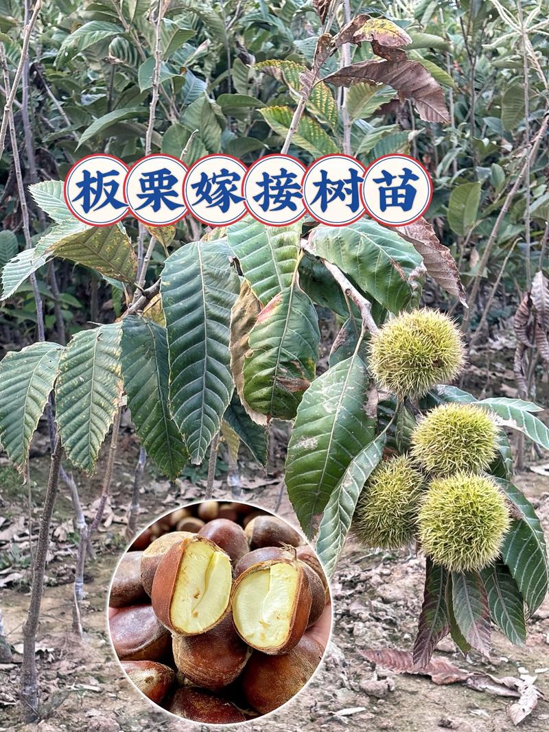 板栗几年才能结果？从实生苗到盛果期的完整指南