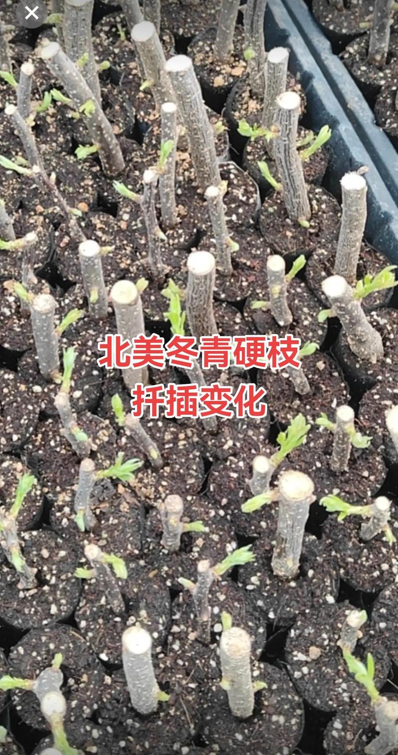 冬青树可以嫁接桂花树吗?技术专家给出否定的科学依据与替代方案 桂花嫁接的砧木选择:木犀科内部优选方案