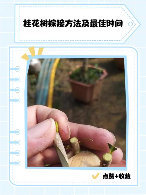 冬青树可以嫁接桂花树吗?技术专家给出否定的科学依据与替代方案 替代繁殖方案:桂花扦插与高压繁殖