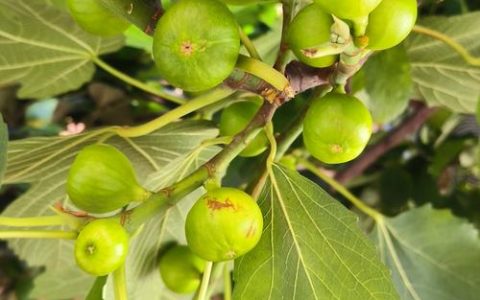 什么品种的无花果好种？波姬红 vs 布兰瑞克6维度对比，新手首选耐寒抗病布兰瑞克