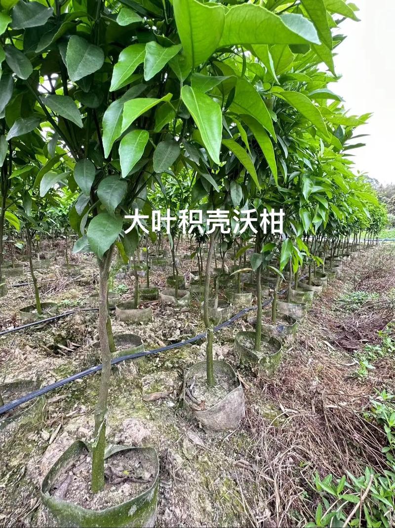 总结：沃柑种植密度速查表