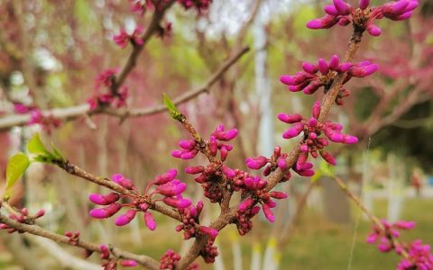 白玉兰：先开花后长叶的早春名花
