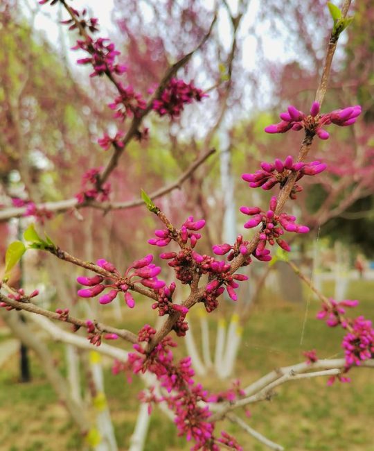白玉兰：先开花后长叶的早春名花