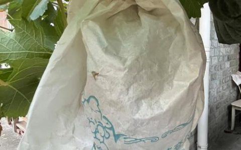葡萄树套袋的最佳时间在盛花后25-30天，果粒黄豆大小时最宜