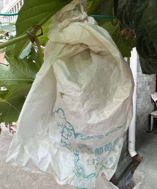 葡萄树套袋的最佳时间在盛花后25-30天，果粒黄豆大小时最宜