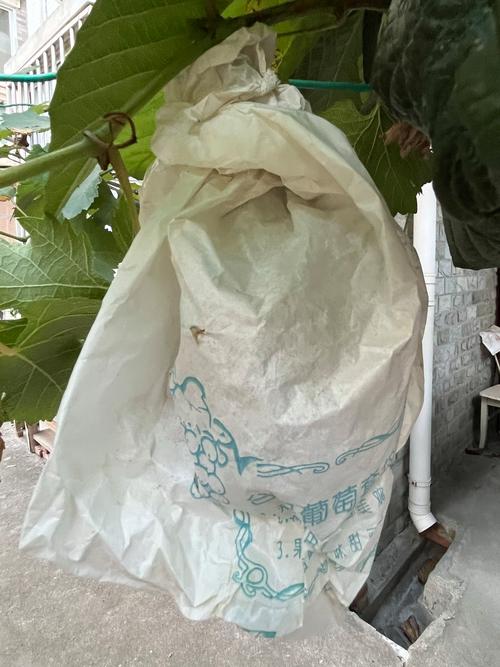 葡萄树套袋的最佳时间在盛花后25-30天,果粒黄豆大小时最宜 葡萄树套袋的最佳时间在盛花后25-30天,果粒黄豆大小时最宜
