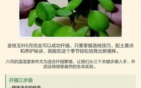 金枝玉叶怎么扦插成活率高？嫩枝扦插全流程技术指南