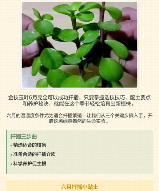 金枝玉叶怎么扦插成活率高？嫩枝扦插全流程技术指南