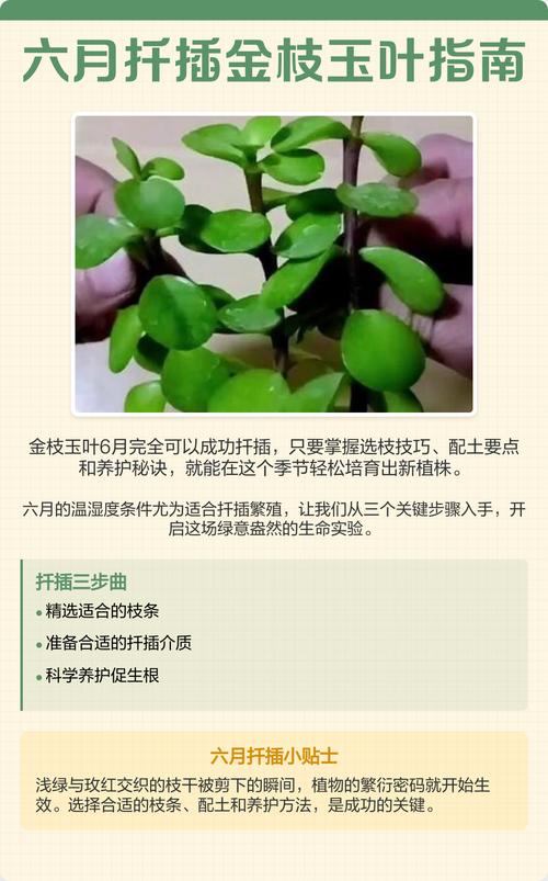 金枝玉叶怎么扦插成活率高?嫩枝扦插全流程技术指南 金枝玉叶怎么扦插成活率高?嫩枝扦插全流程技术指南