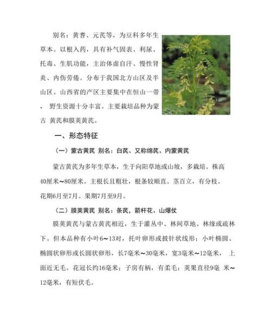 黄芪种子育苗全流程技术指南：从硬实处理到幼苗移栽