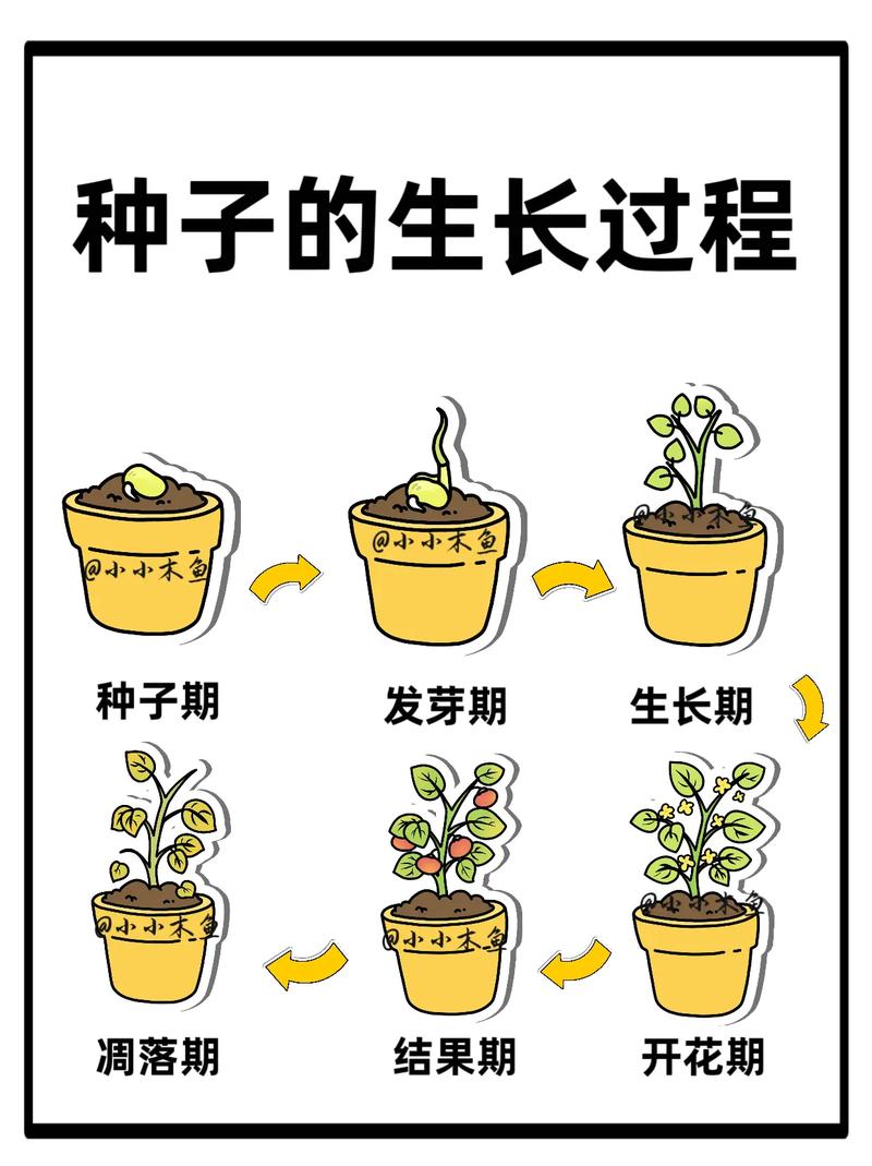 五、播种操作流程（可验证步骤）