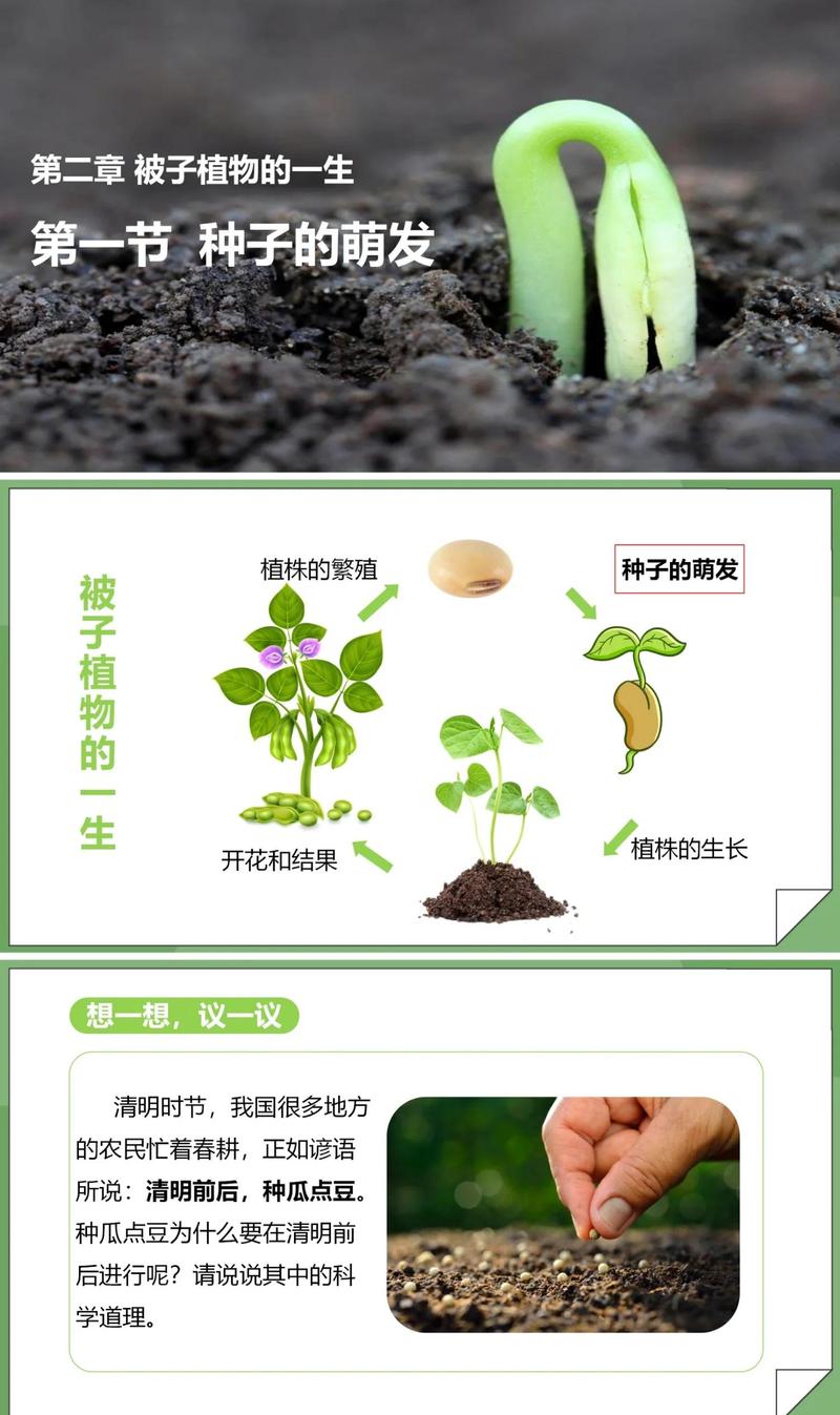 三、种子处理（核心环节）