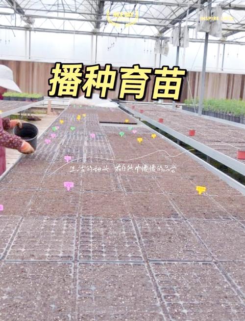 七、幼苗管理及移栽决策