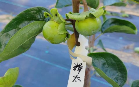 柿子树环剥有什么好处？促进坐果、增大果实、提升含糖量，但需严格控制环剥宽度和时机