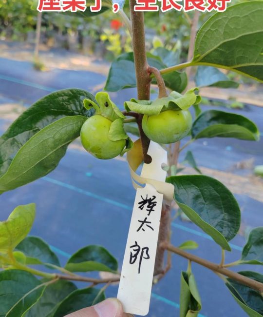 柿子树环剥有什么好处？促进坐果、增大果实、提升含糖量，但需严格控制环剥宽度和时机