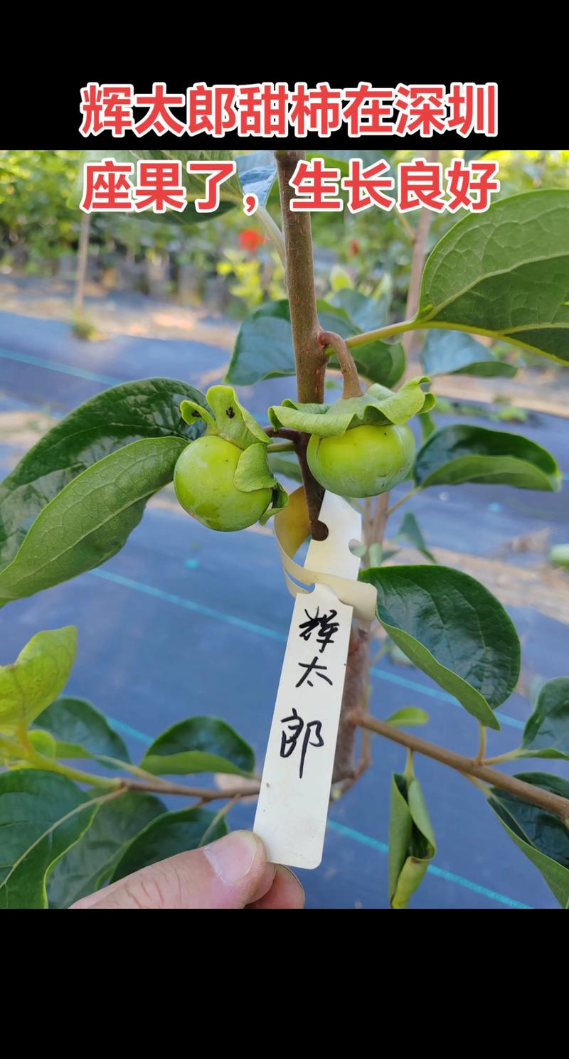 柿子树环剥的三大核心好处：坐果率、果实规格、品质同步提升