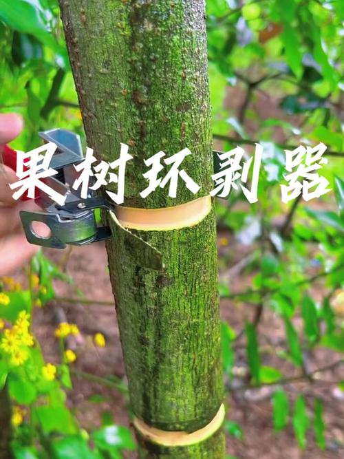 总结：柿子树环剥的黄金法则