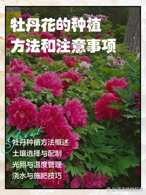 六、缓苗管理