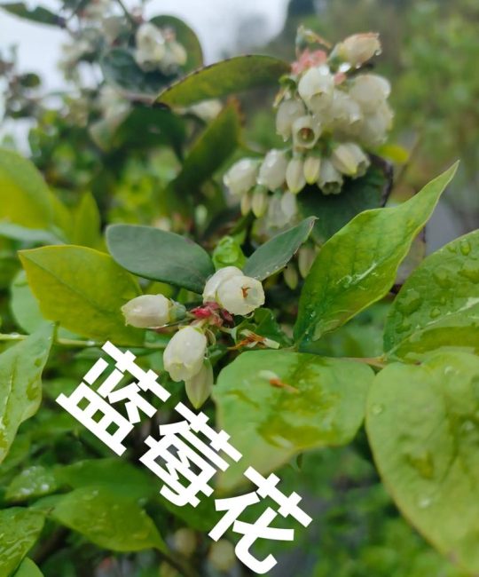 买蓝莓苗最好买什么品种？2026年家庭种植必选清单与对比指南