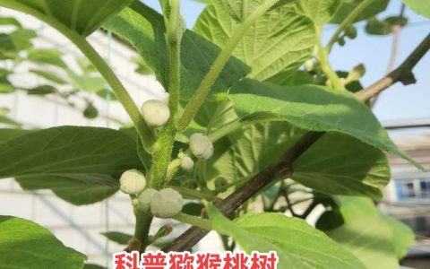 软枣猕猴桃公树结果吗？正确配置雌雄株是坐果核心关键