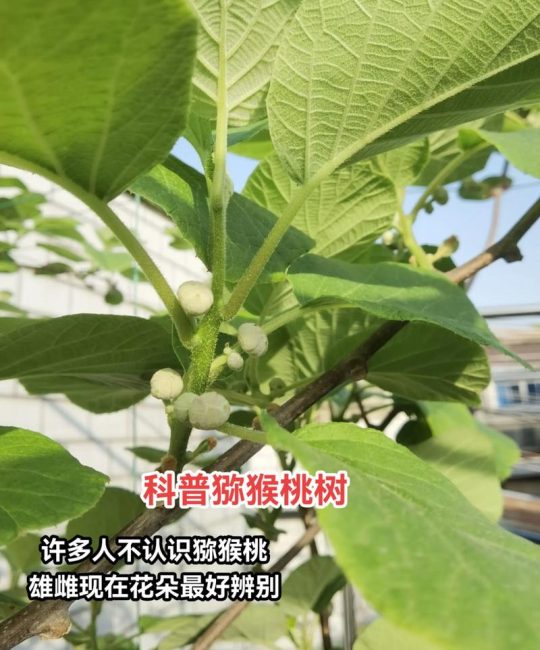 软枣猕猴桃公树结果吗？正确配置雌雄株是坐果核心关键