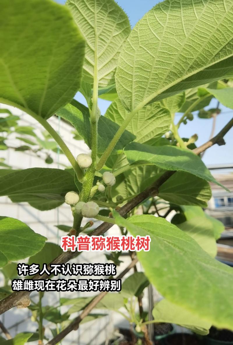 软枣猕猴桃公树结果吗?正确配置雌雄株是坐果核心关键 软枣猕猴桃公树不结果,但它是雌株开花结果的必要条件